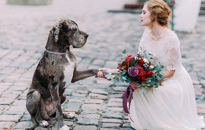 A girl in a wedding dress holding a bouquet of flowers holds hands with a large gray dog