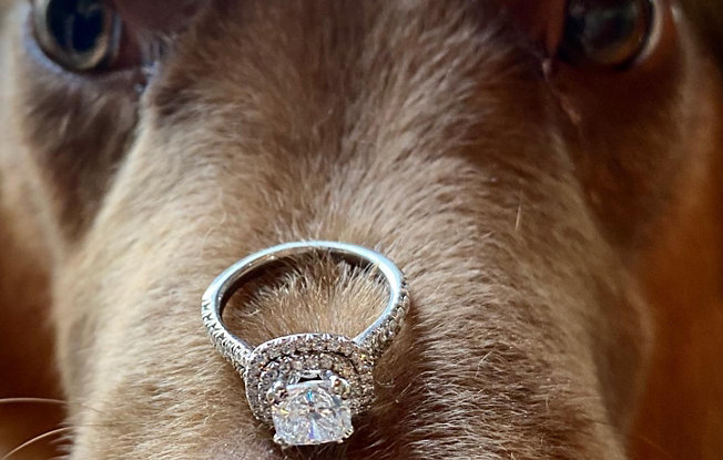 Intent dog holding double halo diamond engagement ring on its nose